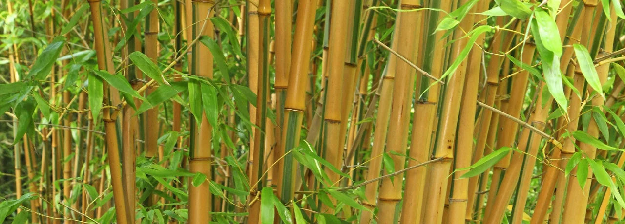 Bamboo balance bike